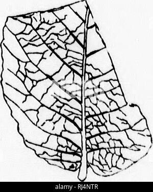 . Su piante fossili dal Similkameen Valley e in altri luoghi del sud della parte interna della Columbia Britannica [microformati]. Paleobotanica; Paléobotanique. V&LT;. 1(1.-Planini liimi'ifolid. Questa foglia è certamente non distinguibili da alcune delle forme dal Green River Groixp (Oligocene), incluso da Lesquereux in questa specie, che sembra che egli la American analogo di P. Unfferi del Miocene di Europt;. North Fork Similkameen fiume. Quercus Dalli, Lesq. (Fig. 17.). Vki. 17.-QxtircuH Dulli. Questa pagina è descritto da Lesquereux da cuocere di ingresso, Alaska. La foglia ha figurato st&GT;ems per bel Foto Stock