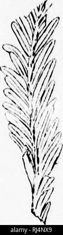 . Su piante fossili dal Similkameen Valley e in altri luoghi del sud della parte interna della Columbia Britannica [microformati]. Paleobotanica; Paléobotanique. 80 SIK J. Wir^MAM DAWSON Nel speciiiu'iis moncone IVom Lak" sono hmnchlets di Coniler, con un po' di luoad, (se. urreiit, a forma di spirale arranjred foglie con un forte mulrih e molto punto ottuso. Essi possono a cui egli ha fatto riferimento a •yetuis Sequoia, ma fare nf&GT;t d'accordo con qualsiasi specie note per me. Essi potrebbero l)e considerato come un incolto o exaggerali'd forma di S. LaiigKilordii, e possibilmente giovane e vigorosa ramoscelli di questo o di una delle specie affini. Foto Stock