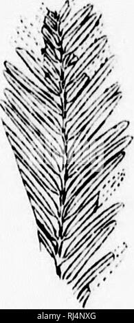. Su piante fossili dal Similkameen Valley e in altri luoghi del sud della parte interna della Columbia Britannica [microformati]. Paleobotanica; Paléobotanique. Piante KOSSifj I'uo.M Til K SIMI LKAM KKN VAIJjKV. 79 Im'Iou IVom lh"" punto dell'vinilu&lt;li!ially. Questi eharaeters indicano un pino del tipo di PII/iis iv^ila o P. lucili, o quasi alleato di questi e belonginu' per Bub-s^enus 7'rt^^A&LT; di lindlicher. I pini di questo tipo si ritiene che hanno esistito dal .lurassie periodo, ma sono forse i più characti'ristie del Medio terziario. Essi ancora abbondano nella flora americana. Il seme Foto Stock