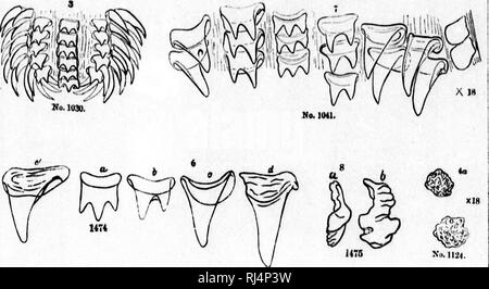 . Relazione sui cefalopodi della costa nord-orientale dell'America [microformati]. Cefalopodi; calamari, polpi; Céphalopodes; Calmars; Poulpe. Ione no... Si prega di notare che queste immagini vengono estratte dalla pagina sottoposta a scansione di immagini che possono essere state migliorate digitalmente per la leggibilità - Colorazione e aspetto di queste illustrazioni potrebbero non perfettamente assomigliano al lavoro originale. Verrill, A. E. (Addison Emery), 1839-1926. Washington : G. P. O. Foto Stock