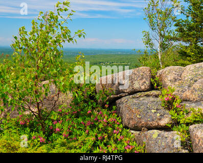 Pecore alloro, scivolo gigante Carrello Loop Road, Parco Nazionale di Acadia, Maine, Stati Uniti d'America Foto Stock