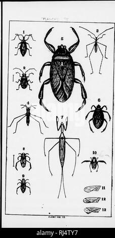 . Petite faune entomologique du Canada et particulièrement de la provincia de Québec [microforme] : vol. III, cinquième ordre, les hémiptères. Hémiptères; Insectes; Hemptera; gli insetti. . Si prega di notare che queste immagini vengono estratte dalla pagina sottoposta a scansione di immagini che possono essere state migliorate digitalmente per la leggibilità - Colorazione e aspetto di queste illustrazioni potrebbero non perfettamente assomigliano al lavoro originale. Provancher, L. , 1820-1892. [Québec? : S. n. ] Foto Stock