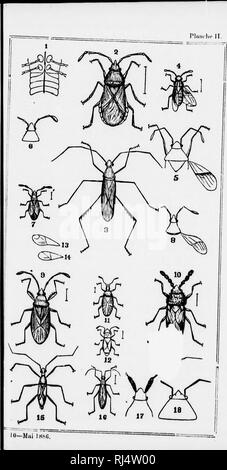 . Petite faune entomologique du Canada et particulièrement de la provincia de Québec [microforme] : vol. III, cinquième ordre, les hémiptères. Hémiptères; Insectes; Hemptera; insetti. iMiiiuii.- ir.. Si prega di notare che queste immagini vengono estratte dalla pagina sottoposta a scansione di immagini che possono essere state migliorate digitalmente per la leggibilità - Colorazione e aspetto di queste illustrazioni potrebbero non perfettamente assomigliano al lavoro originale. Provancher, L. , 1820-1892. [Québec? : S. n. ] Foto Stock