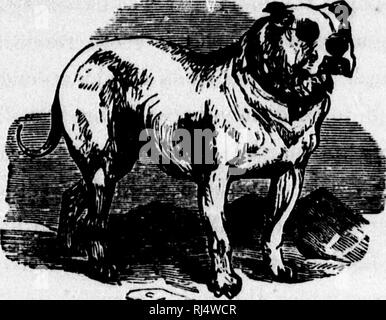 . Il cane [microformati] / da Dinks, Mayhew e Hutchinson ; compilato, schematizzati, edito e illustrato da Frank Forester [ossia William Henry Herbert]. Cani; i cani; Chiens; Chiens. 404 DOOB: loro MANAOSMBm'. aspetto; ma quanto doloroso può essere a guardare, ci sembra di essere ma poco di sofferenza lo frequentano. L'animale permette di essere maneggiato liberamente e non resistere anche quando la nitidezza medicazioni sono applicati. In tali casi la pulizia è di essere rigorosamente osservate. Se la membrana sporgente deve essere addensato e exco- riated, deve essere ben lavata con una spugna e caldo. THX BULL-DOA, l'acqua. Af Foto Stock