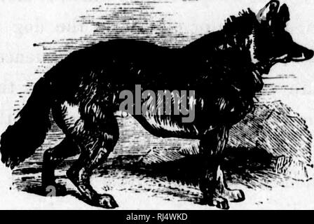 . Il cane [microformati] / da Dinks, Mayhew e Hutchinson ; compilato, schematizzati, edito e illustrato da Frank Forester [ossia William Henry Herbert]. Cani; i cani; Chiens; Chiens. D008 : la loro gestione. 76 una forza maggiore per lo sciacallo. Tuttavia, per risolvere il dis- puente - Wikizionario, eroe possiamo dare la somiglianza della bestia e lasciare il lettore per sottolineare la particolare razza di cani a cui esso appartiene. -GT*'---. JACKAL. Al di là della circostanza dell'habitat di animali essendo distinti, è ben noto il fatto che tutte le domesticat- ed animali hanno una disposizione per tornare alla loro formazione originale Foto Stock