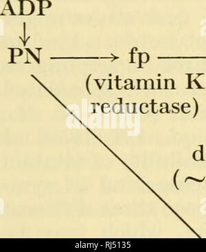 . Ciba Foundation Symposium sul regolamento del metabolismo cellulare. Il metabolismo cellulare. Discussione 201 Siekevitz: Potrebbe anche essere che in tutte le fasi di fosforilazione ogni- cosa che imbuto in un composto X e il tutto-o-nessuno effetto potrebbe essere contabilizzata in questo modo. Lipmann: prof. Lehninger ha dimostrato che vi sono diversi modi di disaccoppiamento, e tutte sembrano essere tutti o nessuno. Quindi non si può pensare di canalizzare in un solo passo ma piuttosto in due fasi. Estabrook: se la vitamina K reduttasi non è inibita da p-cloro- mercuribenzoate, ottenete il consumo di ossigeno nelle prese Foto Stock