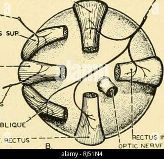 . Anatomia Chordate. Chordata, Anatomia, comparativo. Cxr. RECTUS -. NF OBLfQUE INF RECTUS Fig. 185.-diagrammi dei muscoli degli occhi dell'uomo. Una mostra per l'occhio sinistro-ball e i relativi muscoli osservata dal lato esterno. B è l'occhio sinistro-ball con i relativi muscoli e nervi visto dal lato mediano. (Ridisegnata dopo Warren e auto- Michael. La cortesia di Houghton Mifflin &AMP; Co.) gemme ventralmente e anteriormente al di sotto delle branchie di tanto in avanti quanto la bocca. Lo sviluppo e le relazioni del nervo di questa muscolatura hypobranchial dimostrare che essa è l'omologo della lingua e dei muscoli della gola che in hi Foto Stock