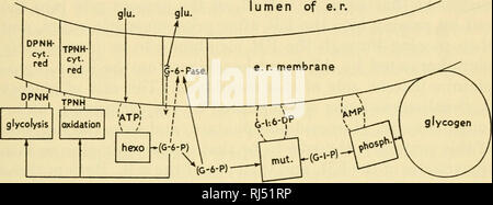 . Ciba Foundation Symposium sul regolamento del metabolismo cellulare. Il metabolismo cellulare. Struttura di cella e la regolazione metabolica 35 aspetti del metabolismo di carboidrati. Questo particolare argomento fa un buon oggetto di speculazione cytochemical perché, di tutti i processi metabolici, la maggior parte è conosciuto circa le reazioni coinvolte nel metabolismo di carboidrati. Noi ora nota che cosa è conosciuto circa la localizzazione degli enzimi coinvolti, in particolare quelle di catalizzare le fasi tra il glicogeno e di trioso fosfato. Di questi, fosforilasi e fosfoglucomutasi (cfr de Duve e Berthet, 1954), glucosio-6-phospha Foto Stock