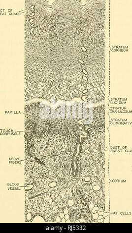 . Anatomia Chordate. Chordata, Anatomia, comparativo. Il sistema TEGUMENTARIO 113 struttura della pelle umana la pelle dell uomo, insieme con le sue appendici, capelli, unghie, denti, mem brane- ossa e ghiandole, è solo circa il 4 per cento del peso del corpo. Come quella di altri mammiferi, si compone di due tessuti, una epidermide esterna e interna di tessuto connettivo corium. Una sezione trasversale dell'epidermide mostra sotto il microscopio a molti- epitelio stratificato, che varia notevolmente in spessore in diverse parti del. GERMINATIVUM : "^ SUDORE GLANO'^ Fig. 107.-a sezione trasversale della Pelle ispessita del Foto Stock