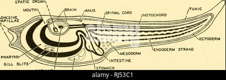 . Anatomia Chordate. Chordata, Anatomia, comparativo. Il regno animale 9 canal è costituito da un corto esofago, una forma sferica dello stomaco e un intestino che porta ad un ano situato ben avanti nella camera atriale. Il cuore si trova ventrale di all'esofago nella camera pericardica. Non ci sono chiusi vasi sanguigni, ma il sangue viene pompato dal cuore in avanti per il faringe in spazi a cassettoni le relazioni che assomigliano a quelle del brachiale afferente le navi di vertebrati. Gli organi riproduttivi egli nell'ansa dell'intestino, posteriore allo stomaco. I loro condotti si estendono in avanti e Foto Stock