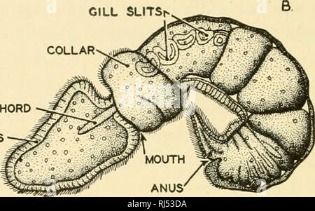 . Anatomia Chordate. Chordata, Anatomia, comparativo. Piastra apicale Gill feritoie^ P/IC (ANT ENDO. Diverticoli) cavità di collare. NOTOCHORD PROBOSCIDE IRCULAR banda di ciglia ^cavità tronco Fig. 5.-Balanoglossus embrioni. A. una sezione orizzontale di un giovane embrione, che mostra l'origine mesodermica delle sacche. McBride e altri hanno notato la somiglianza di questa sezione a quella di un giovane Amphioxus embrione come prova della stretta affinità di queste due forme. B. Un giovane Balanoglossus larva con cinque coppie di gill-fessure, visto dal lato sinistro. Il Gill-fessure di Balanoglossus recare una somiglianza impressionante per Foto Stock