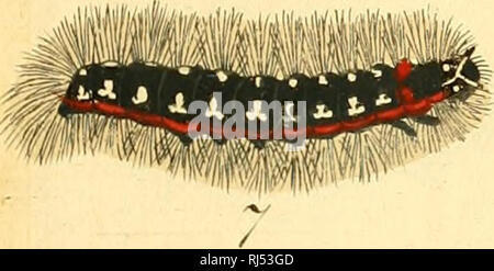 . Chronologischer Raupenkalender, oder, Naturgeschichte der Europäischen Raupen : wie dieselben der Zeit nach in gewissen Monaten in der Natur zum Vorschein kommen : nebst einem einleitenden Vorbericht über das Aufsuchen und zweckmässige Erziehen der Raupen, Auffinden und der Ueberwintern Puppen, Einfangen und Aufbewahren der Schmetterlinge ecc.. I bruchi; i bruchi; Lepidotteri. 6. Si prega di notare che queste immagini vengono estratte dalla pagina sottoposta a scansione di immagini che possono essere state migliorate digitalmente per la leggibilità - Colorazione e aspetto di queste illustrazioni potrebbero non perfettamente assomigliano al o Foto Stock