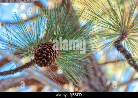 In prossimità di una ponderosa pine cono (Pinus ponderosa)sul ramo, Lake Tahoe, CALIFORNIA, STATI UNITI D'AMERICA Foto Stock