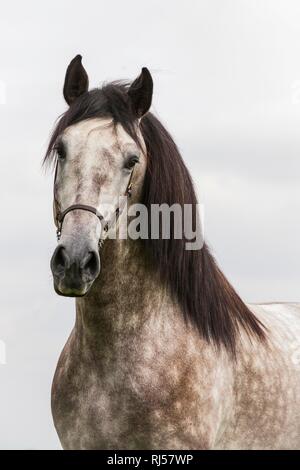 Stallone, PRE, animale ritratto, Andalusia, Spagna Foto Stock