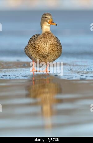 Il germano reale (Anas platyrhynchos), femmina in piedi sul ghiaccio, Sassonia, Germania Foto Stock