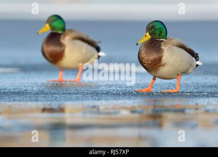 Germani reali (Anas platyrhynchos), due i draghetti in piedi su una pista di pattinaggio su ghiaccio, in Sassonia, Germania Foto Stock