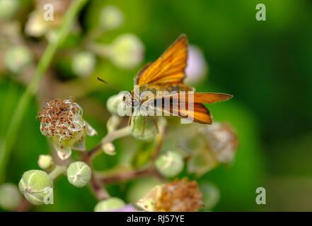 Argento-spotted skipper (Hesperia virgola), Montenegro Foto Stock