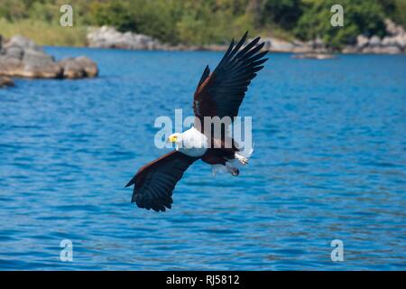 African fish eagle (Haliaeetus vocifer) la caccia su acqua, Cape Maclear, Malawi Foto Stock