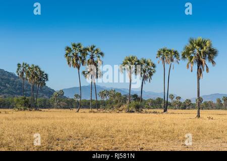 Paesaggio con palme, Liwonde National Park, Malawi Foto Stock