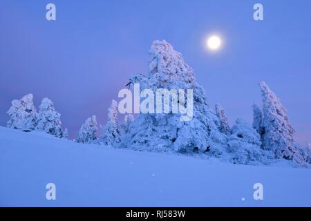 Coperte di neve abeti rossi sul Brocken al chiaro di luna, Parco Nazionale di Harz, Sassonia-Anhalt, Germania Foto Stock