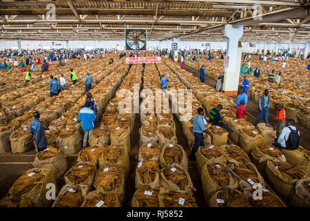 Lavoratori locali tra enormi sacchi con secchi di foglie di tabacco in una sala su un tabacco asta, Lilongwe, MalawiTobacco auction Foto Stock