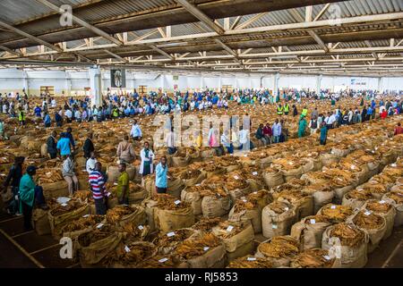 Lavoratori locali tra enormi sacchi con secchi di foglie di tabacco in una sala su un tabacco asta, Lilongwe, Malawi Foto Stock