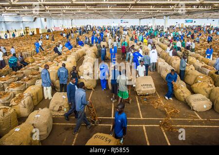 Lavoratori locali tra enormi sacchi con secchi di foglie di tabacco in una sala su un tabacco asta, Lilongwe, Malawi Foto Stock