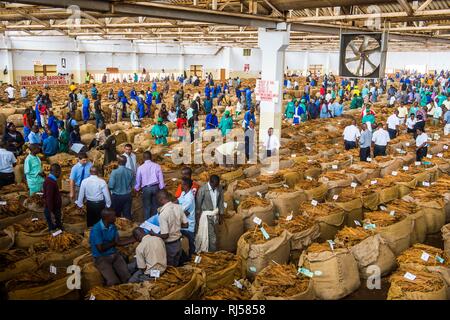 Lavoratori locali tra enormi sacchi con secchi di foglie di tabacco in una sala su un tabacco asta, Lilongwe, Malawi Foto Stock