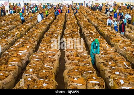 Lavoratori locali tra enormi sacchi con secchi di foglie di tabacco in una sala su un tabacco asta, Lilongwe, MalawiTobacco auction Foto Stock