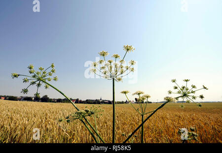 ?Reifende hren in einem Weizenfeld mit Saatweizen Triticum aestivum, Vorn Wiesen-B?renklau am Feldrain Foto Stock