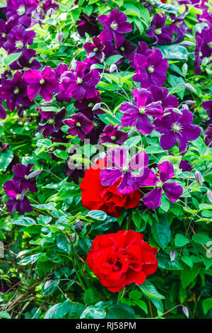 Garten im Sommer, Frühlingarrangement, Rosen, Clematis Foto Stock