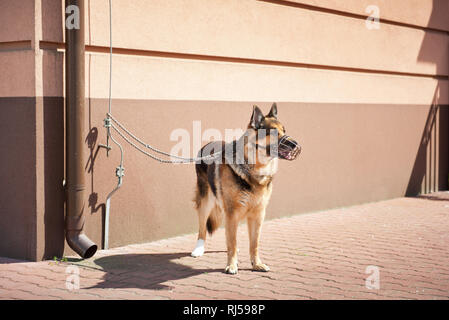 Pastore Tedesco cane in attesa legato alla parete di edificio, animale lasciato in piedi nella luce del sole aspetta il suo proprietario, nessuno, Foto Stock