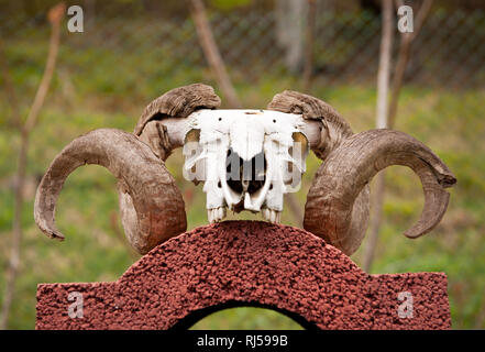 Grandi Corna di ram sul cranio giacente in vista frontale, nessuno, Polonia, Europa Foto Stock