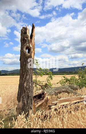 Walnussbaum im Sommer mit Windbruch, Juglans regia Foto Stock