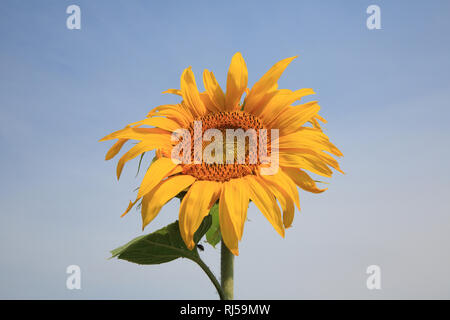 Sonnenblume, Helianthus annuus Foto Stock