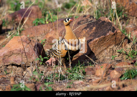 Sandgrouse verniciato, Pterocles indicus, Tadoba national park, Maharashtra, India Foto Stock