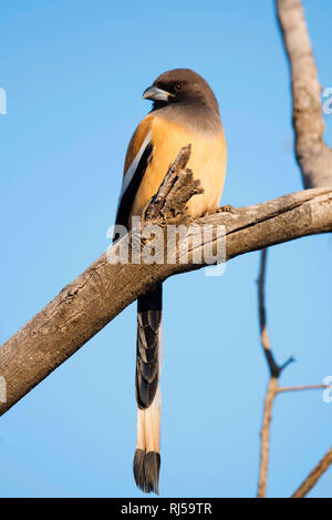 Rufous treepie, Dendrocitta vagabunda, il parco nazionale di Ranthambore, Rajasthan, India Foto Stock