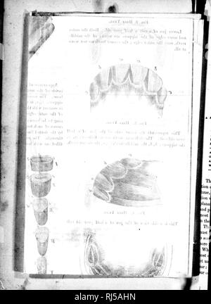 . Il magazzino illustrato medico e live-stock encyclopedia [microformati] : Compresi cavalli, bovini, ovini, suini e pollame : con tutti i fatti riguardanti le varie razze e le loro caratteristiche... e di tutte le malattie a cui essi sono soggetti...la prevenzione di qualsiasi malattia, e il ripristino della salute. Animali domestici; medicina veterinaria; razze di bestiame; le api; Animaux domestiques; Bétail; médecine vétérinaire; Abeilles. . Si prega di notare che queste immagini vengono estratte dalla pagina sottoposta a scansione di immagini che possono essere state migliorate digitalmente per la leggibilità - Colorazione e aspetto di questi illustr Foto Stock