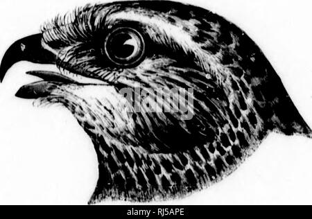. Chiave per uccelli del Nord America [microformati] : contenente un conciso conto di ogni specie di vita e di uccelli fossili attualmente conosciuti dal continente nord del Messico e degli Stati Uniti, di confine inclusive della Groenlandia. Gli uccelli; ornitologia; Oiseaux; Ornithologie. . Si prega di notare che queste immagini vengono estratte dalla pagina sottoposta a scansione di immagini che possono essere state migliorate digitalmente per la leggibilità - Colorazione e aspetto di queste illustrazioni potrebbero non perfettamente assomigliano al lavoro originale. Coues, Elliott, 1842-1899. Boston : Estes e Lauriat Foto Stock