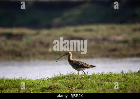 Eurasian curlew, Numenius arquata, Bhigwan, distretto di Pune, Maharashtra, India Foto Stock