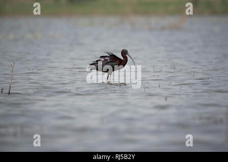 Ibis lucido, Plegadis falcinellus, Bhigwan, distretto di Pune, Maharashtra, India Foto Stock