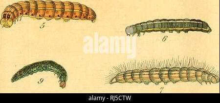 . Chronologischer Raupenkalender, oder, Naturgeschichte der Europäischen Raupen : wie dieselben der Zeit nach in gewissen Monaten in der Natur zum Vorschein kommen : nebst einem einleitenden Vorbericht über das Aufsuchen und zweckmässige Erziehen der Raupen, Auffinden und der Ueberwintern Puppen, Einfangen und Aufbewahren der Schmetterlinge ecc.. I bruchi; i bruchi; Lepidotteri. . Si prega di notare che queste immagini vengono estratte dalla pagina sottoposta a scansione di immagini che possono essere state migliorate digitalmente per la leggibilità - Colorazione e aspetto di queste illustrazioni potrebbero non perfettamente assomigliano al ori Foto Stock