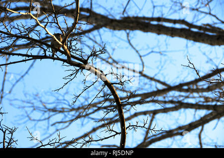 Un groviglio di rami di alberi di inverno in ibernazione in inverno insieme contro il cielo. Foto Stock