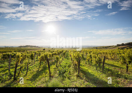 Weinbaugebiet zwischen Gumpoldskirchen und Pfaffstätten, Niederösterreich, Österreich, Europa, Foto Stock