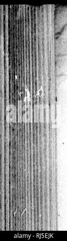 . Monografie della North American rodentia [microformati]. Rodentia; Paleontologia; Rongeurs; Paléontologie. . Si prega di notare che queste immagini vengono estratte dalla pagina sottoposta a scansione di immagini che possono essere state migliorate digitalmente per la leggibilità - Colorazione e aspetto di queste illustrazioni potrebbero non perfettamente assomigliano al lavoro originale. Coues, Elliott, 1842-1899; Allen, Joel Asaph, 1838-1921; Geological Survey (brevetto statunitense n. S. ). Washington : G. P. O. Foto Stock