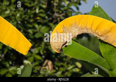 Foglia secca di banana tree, Pisang Awak banana Foto Stock