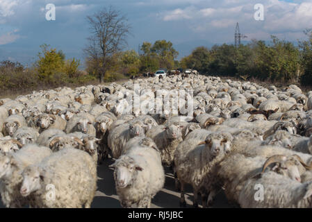 Schafherde bei einem Roadtrip durch Georgien im Oktober 2016. Foto Stock