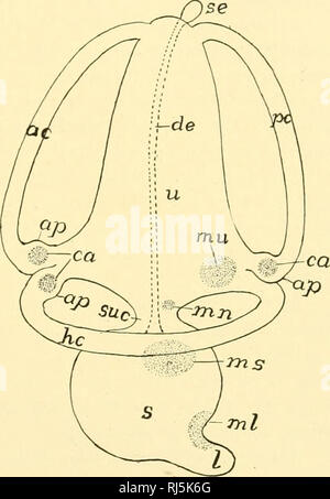 . Anatomia Chordate. Chordata, Anatomia, comparativo. Gli organi di senso 415 Gli occhi non accoppiate due tipi di occhi mediano sono riconosciuti, il parietale e la pineale. Ogni, quando presente, deriva dal tetto del diencephalon e giace al disotto di un unpigmented "spot apicale" sulla superficie superiore della testa. Che parietale e pineale occhi sono luce-destinatario organi è indicato dalla presenza di una retina con fotorecettori, pigmento, cellule gangliari, connessioni nervose con il cervello, e talvolta una lente. Esperienza acquisita negli Stati prove mentali è un po' con- flicting. Ma le lucertole mostrano una risposta muscolare a Foto Stock