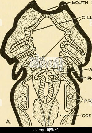 . Anatomia Chordate. Chordata, Anatomia, comparativo. •Fornice ghiandola pineale CORPORA QUADRIGEMINA dura mater -osso occipitale :erebellum esofago' ':ENTRA Fig. 237.--una sezione longitudinale mediana della testa umana che mostra le relazioni tra il digestivo e vie respiratorie nella regione faringea. (Ridisegnata dopo Braus.). MCXTTH INVAGINATION ILL alveoli polmonari anlage SAC del polmone faringe pronephros. Si prega di notare che queste immagini vengono estratte dalla pagina sottoposta a scansione di immagini che possono essere state migliorate digitalmente per la leggibilità - Colorazione e aspetto di queste illustrazioni potrebbero non perfettamente resemb Foto Stock