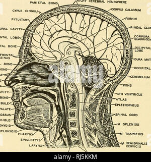 . Anatomia Chordate. Chordata, Anatomia, comparativo. 2^6 CHORDATE anatomia osso parietale' GYRUS CINGULI pituitaria, cavità SUBDURAL- lobo frontale osso frontale- yRIGHT emisfero cerebrale iRPUS CALU3SUM osso nasale SFENOIDE CONCHAE nasali tuba di Eustachio mascella CAVITÀ ORALE- osso palatino vestibolo palato molle M. GENIOGLOSSO mandibola M. GENIOHYOID M. MYLOHYOID. •Fornice ghiandola pineale CORPORA QUADRIGEMINA dura mater -osso occipitale :erebellum esofago' ':ENTRA Fig. 237.--una sezione longitudinale mediana della testa umana che mostra le relazioni tra il digestivo e le vie respiratorie in phar Foto Stock